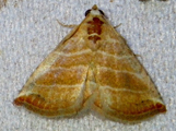 Eublemma baccallix